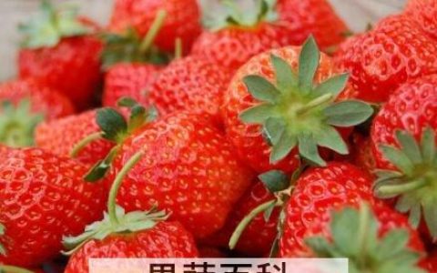 草莓怎么催熟变甜 草莓用什么催熟药