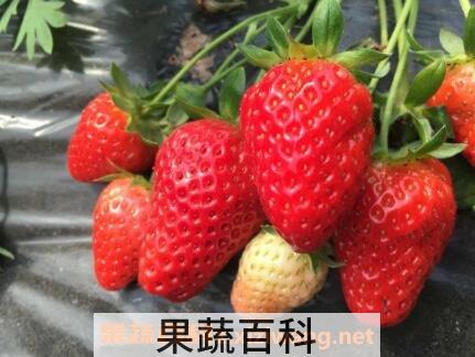 草莓用什么水果催熟 草莓如何自然催熟