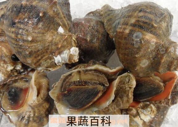 大海螺怎么清洗才干净 大海螺怎么处理干净