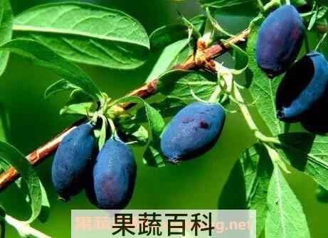 蓝靛果的营养价值