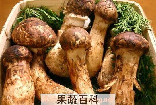 松茸的功效与作用 吃松茸的禁忌