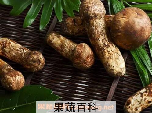 松茸的功效与作用 吃松茸的禁忌