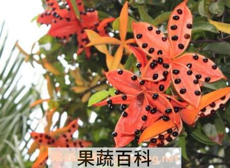 凤眼果的营养价值