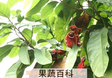 凤眼果的营养价值