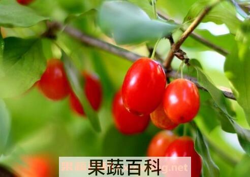 茱萸的功效与作用及副作用