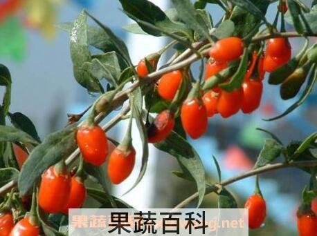 茱萸的功效与作用及副作用