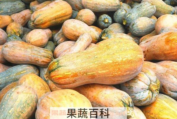 蜜冠南瓜的功效与作用