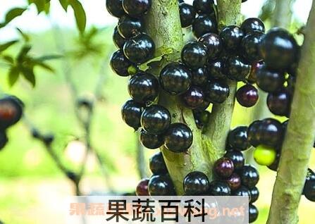 嘉宝果的营养价值