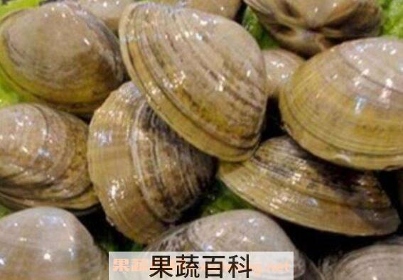 文蛤如何清洗才没沙子 文蛤如何清洗最快