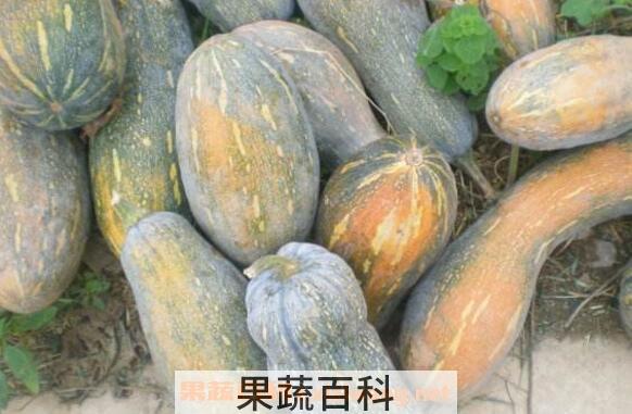 蜜冠南瓜的营养价值 吃蜜冠南瓜的好处