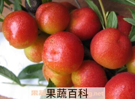 欧李果的营养价值与功效