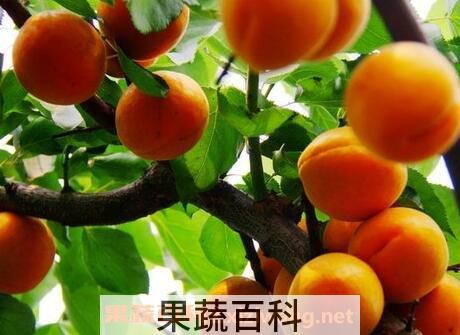 杏果的营养价值与功效