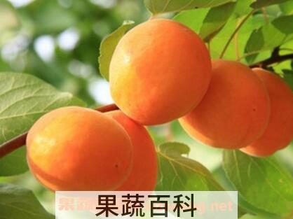 杏果的营养价值与功效