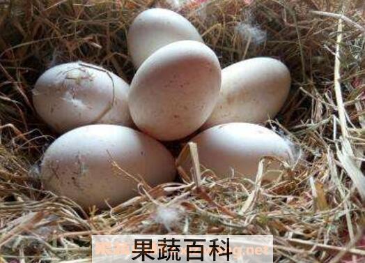 鹅蛋怎么吃好 鹅蛋的食用方法