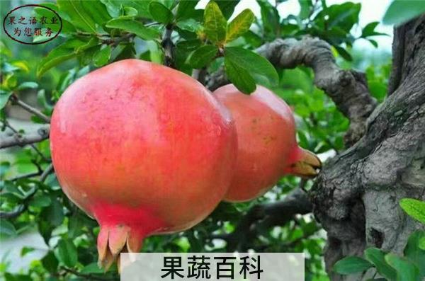 吃石榴有什么好处