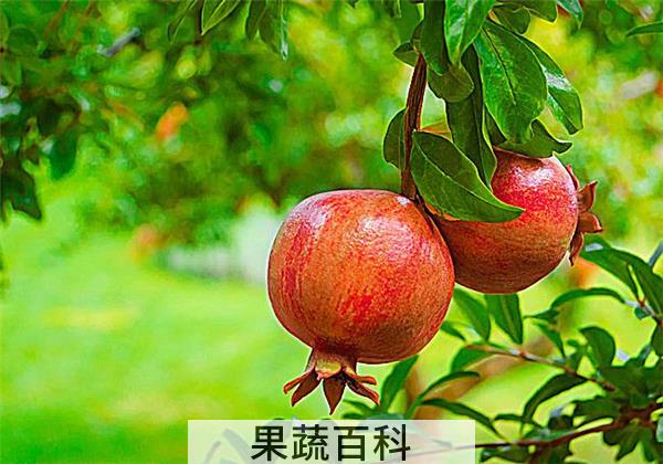 吃石榴有什么好处
