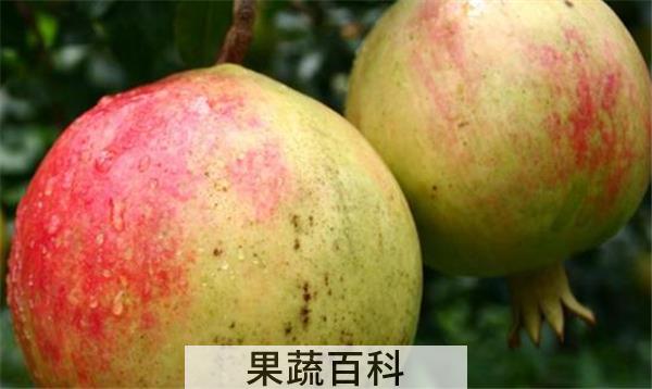 石榴煮水什么时候喝好