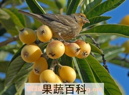 琵琶果的营养价值