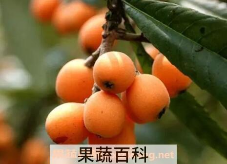 琵琶果的营养价值