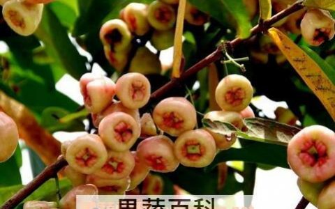 葡桃的营养价值与功效与禁忌 葡桃的营养价值与功效与作用