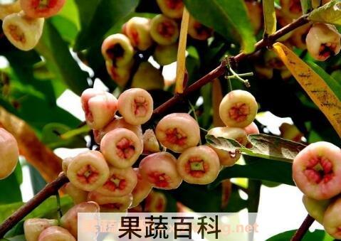 葡桃的营养价值与功效