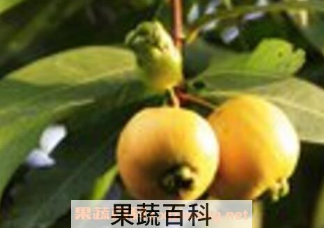 葡桃的营养价值与功效