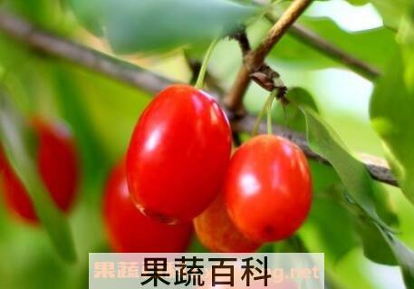 茱萸是什么 茱萸的作用与功效