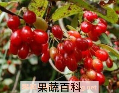 茱萸是什么 茱萸的作用与功效