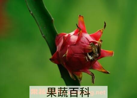 火轮果的营养价值与功效