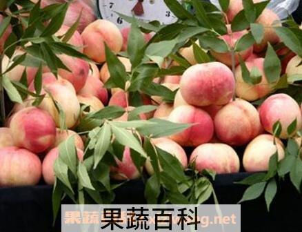 口腔溃疡吃什么水果