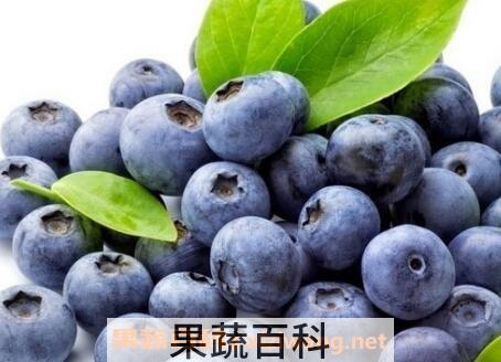 蓝莓果的营养价值与功效