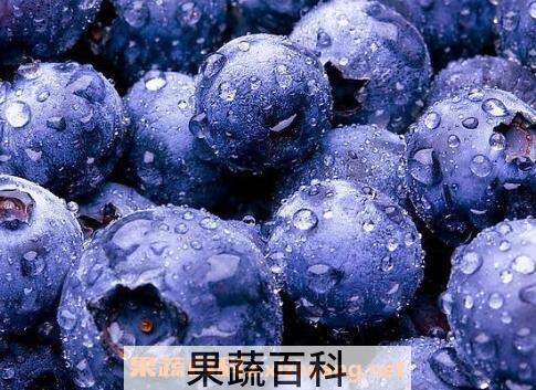 蓝莓果的营养价值与功效