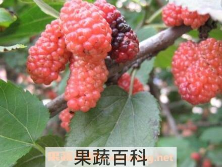 桑树果的营养价值与功效