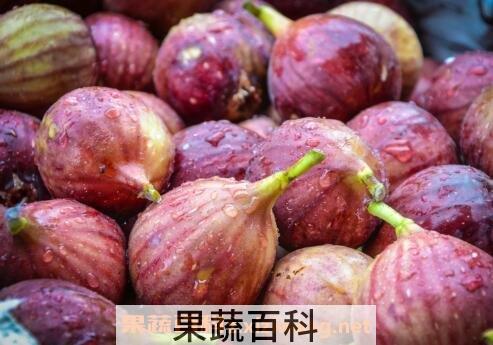 植物果的功效与作用