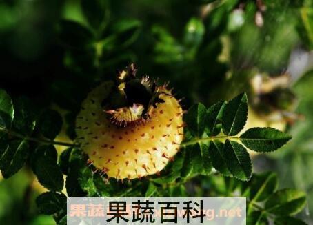刺梨果的功效与作用