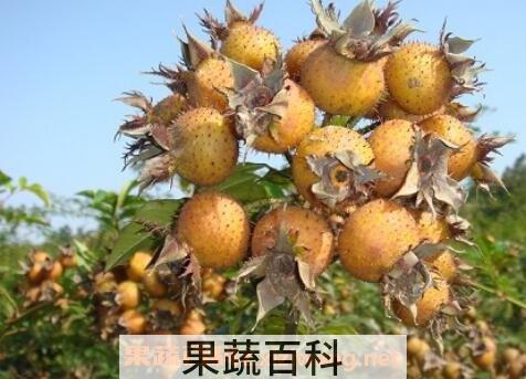 刺梨果的功效与作用