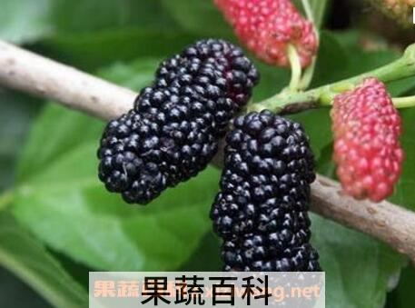 桑树果的作用与功效
