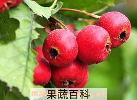山楂果的作用与功效