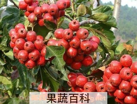 山楂果的作用与功效
