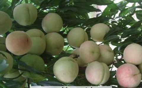 桃果的营养价值与功效作用图片 桃果的营养价值与功效作用是什么