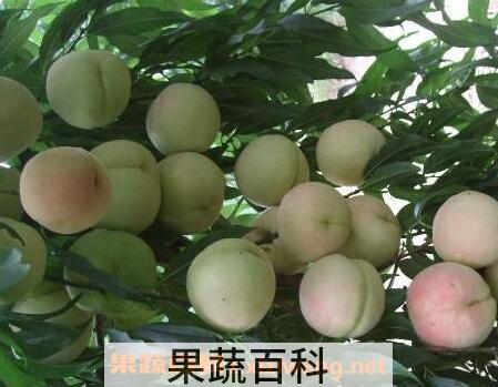 桃果的营养价值