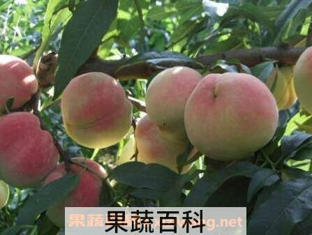 桃果的营养价值