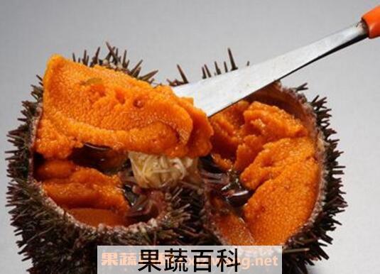 海胆吃多了会怎样 海胆什么人不能吃