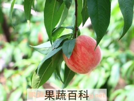 吃桃子的好处与作用
