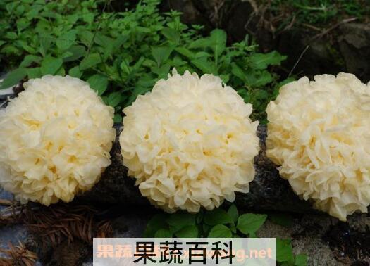 吃银耳的禁忌 吃银耳有哪些副作用