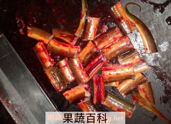 黄鳝血的功效与作用