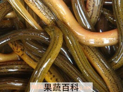 黄鳝血的功效与作用