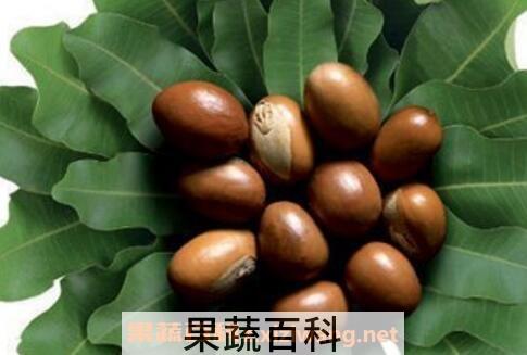 乳木果的功效与作用
