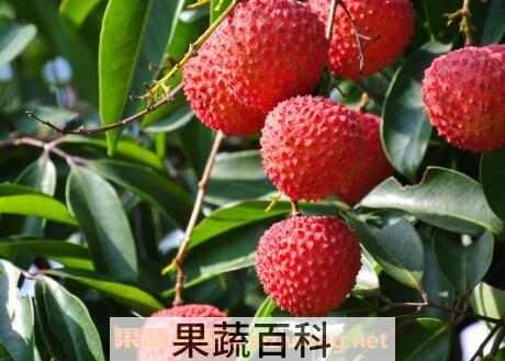 吃荔枝的好处与功效作用