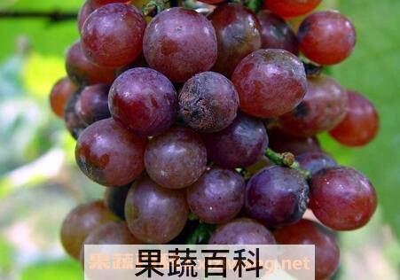 葡萄炭疽病的症状及防治方法